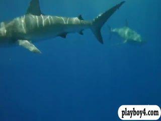 Beguiling babes swam sisään shark häkki ja snowboarding yläosattomissa